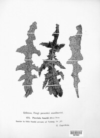 Miyagia pseudosphaeria image